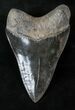 Beautiful, Serrated Megalodon Tooth - Georgia #14464-2